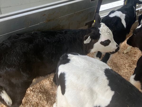 Hereford bull calves
