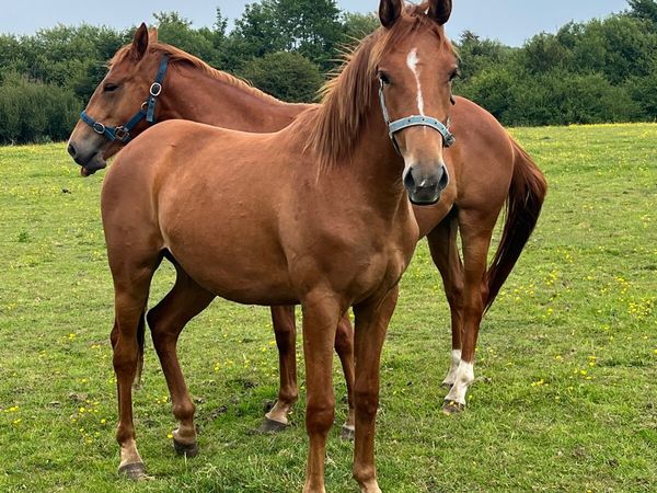 Two chestnut filly’s