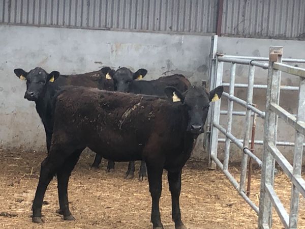 4 Angus cattle for sale €535