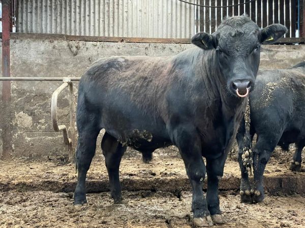 Aberdeen Angus Young Bulls For Sale