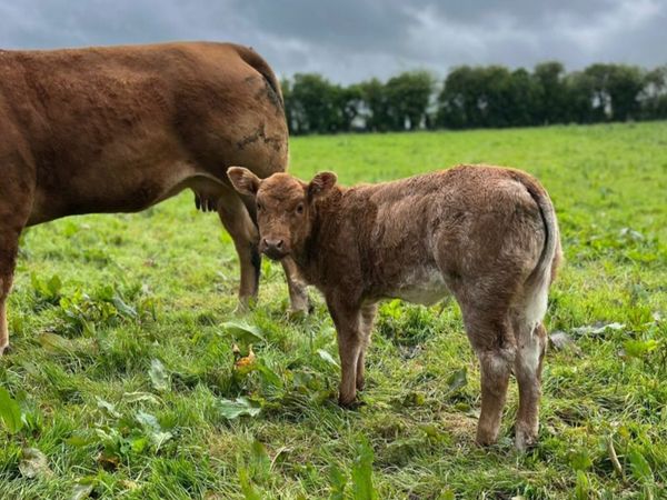 Roan cow and calf
