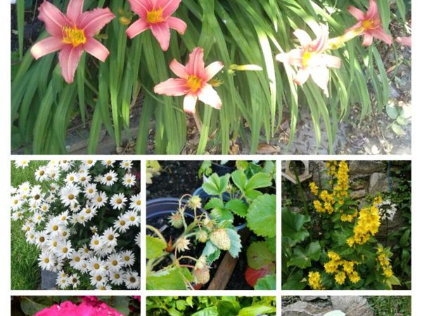 Outdoor plants for sale