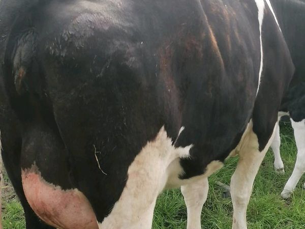 Freshly calved fr heifer