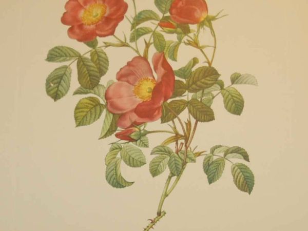 Rosa Pumila Vintage Botanical Print
