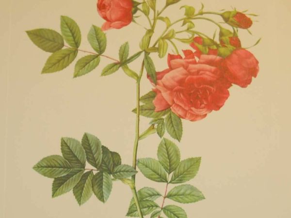 Rosa Rapa Vintage Botanical Print