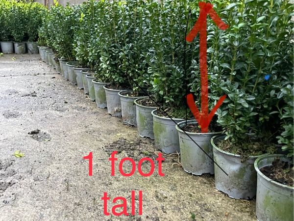 Box hedging 1ft mature plants €2.50/
