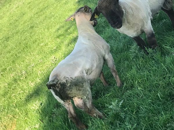 Rams for sale