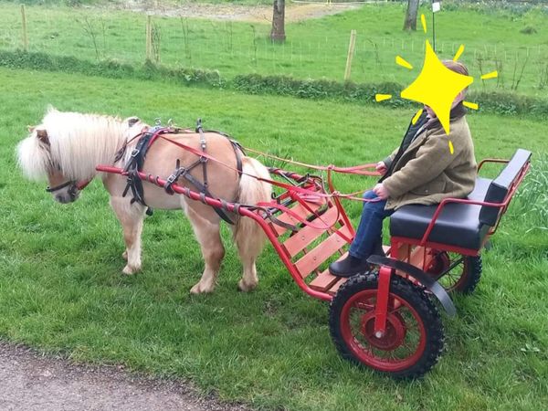 falabella Pony with new road cart  and harness