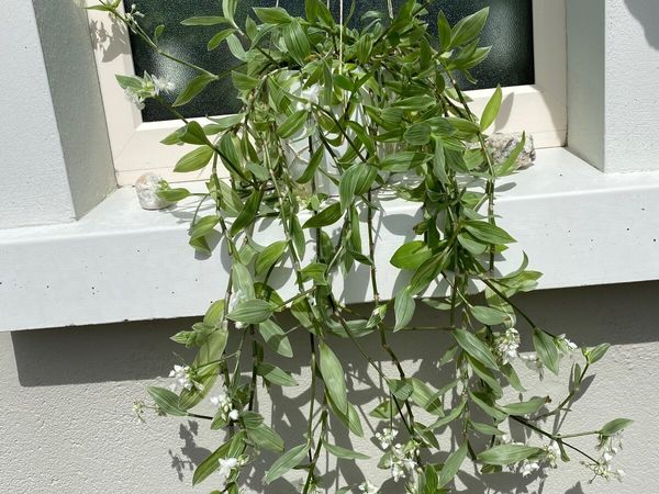 Tradescantia Albiflora Albovittata 🪴 Houseplant