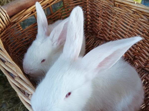 baby newzealand white rabbits