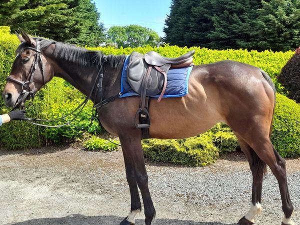 16.2hh 5 year old