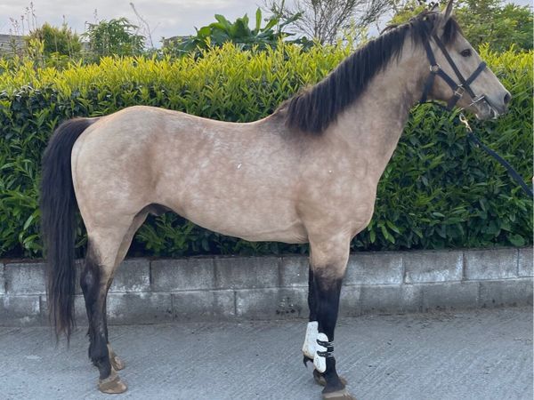 148 dun stallion for sale