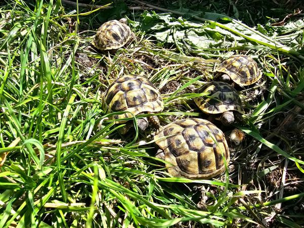 Tortoise babies