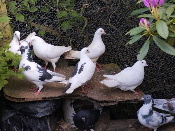Coloured pigeons