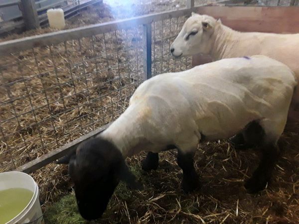 Rams for  sale