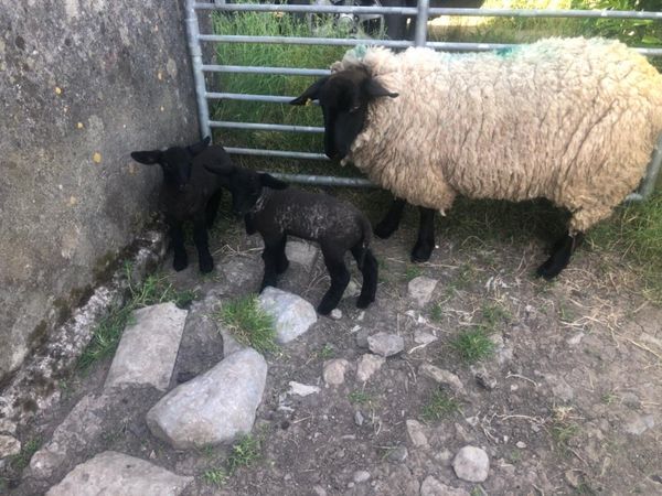 Hogget with 2 lambs