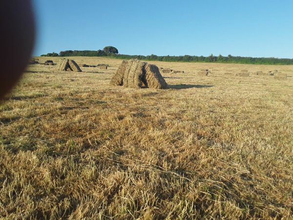 Square Bales of Top Quality Hay