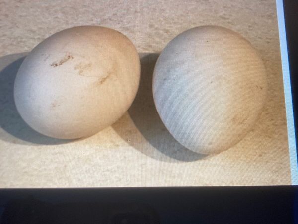 Peafowl Eggs
