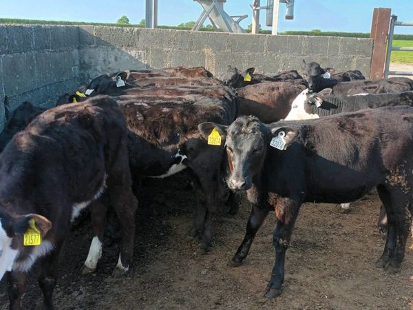 40 super reared angus and hereford heifers