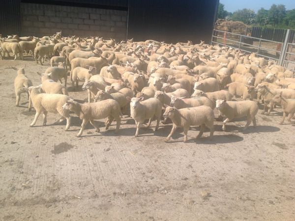 220 lambs for sale
