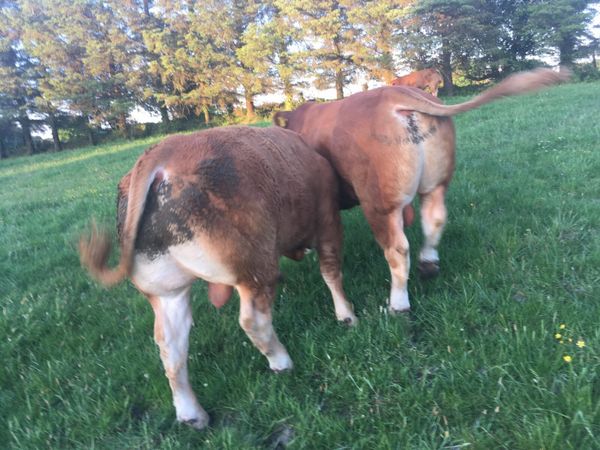 4-star pedigree registered Limousin bulls