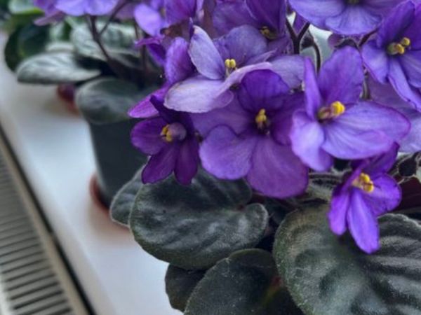 Two Violets plants