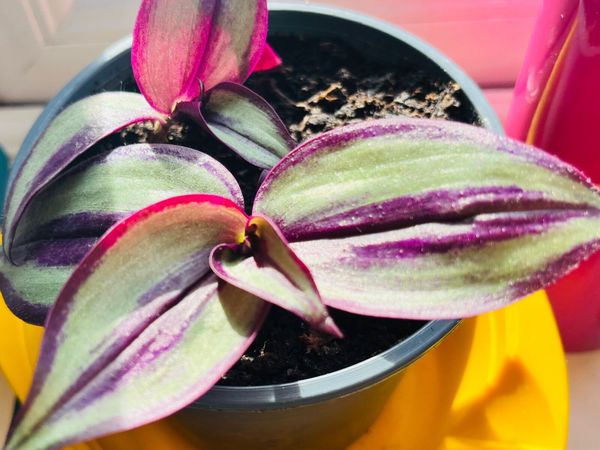 Colorful Tradescantia plants