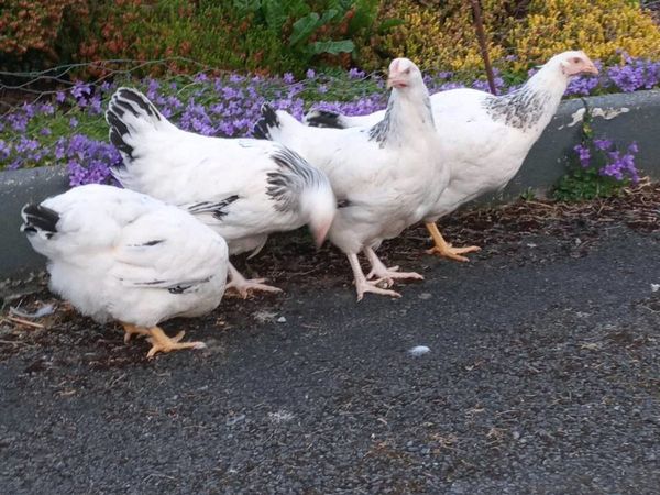 Point of lay pullets Hybrid/light sussex/blue bell