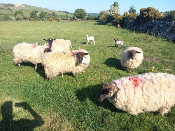 Hoggets and lambs