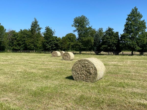 Clean Reseeded Haylage and Hay