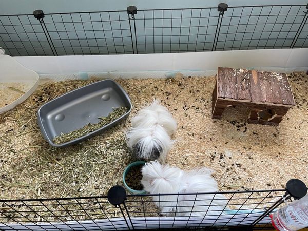 Two female guinea pigs with complete set up