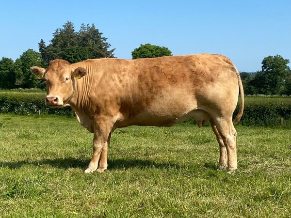 PBR Limousin cows with calves