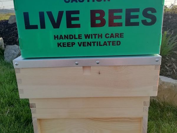 Summer Nucs-Queen's-National Hives