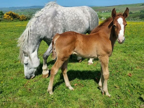 Mare with foal at foot