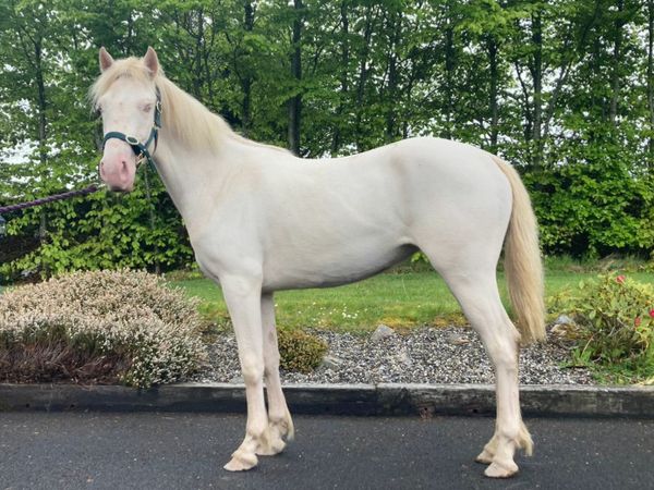 BEC Connemara Pony for sale