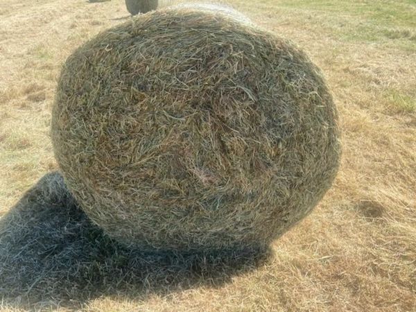 Top Quality Hay