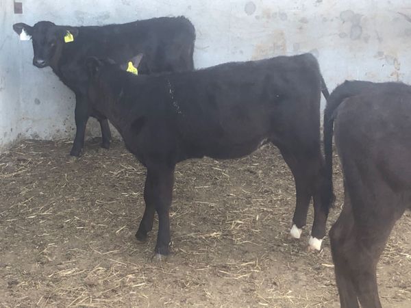 3 reared calves for sale