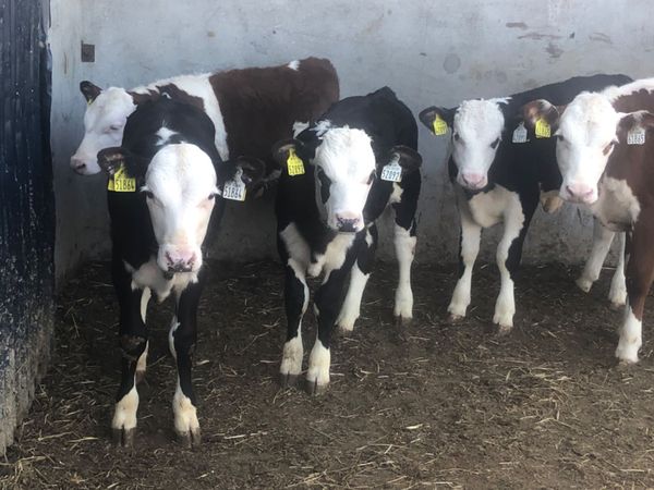 5 Hereford runners for sale