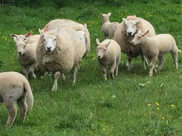 10 Quality Ewes with 18 Super Lambs