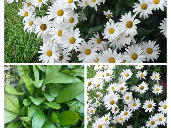 Bunches of Shasta daisy's, for sale