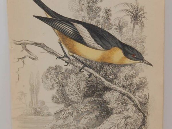 Buff Bodied Flycatcher Jardine 1838