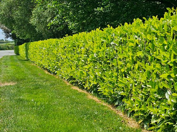 Potted laurel hedging