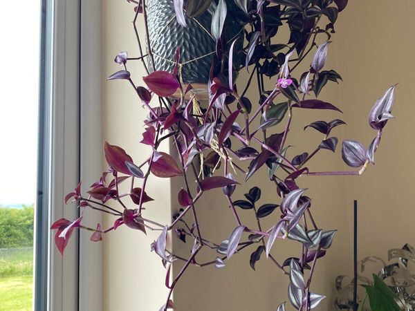 Tradescantia Purple Passion 🪴Hanging Houseplant