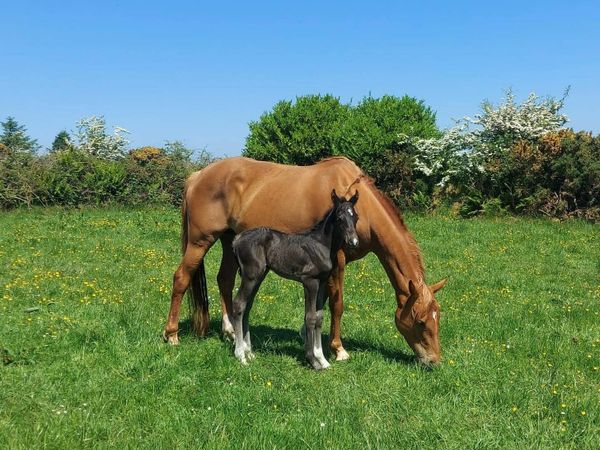 *Video* Top Class Broodmares With Future 148 Foals