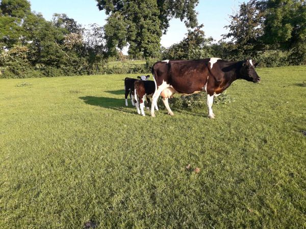 Fr cow with twin HE calves at foot