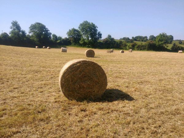 Hay first crop ryegrass