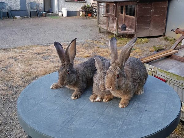 Flemish giant Rabbits