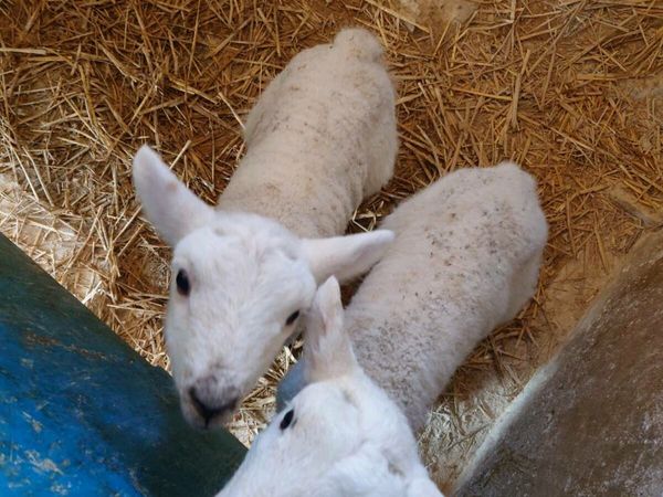 Pet lambs