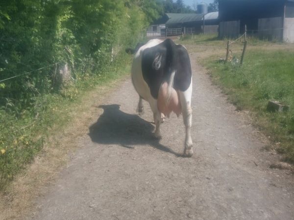 Second calver near calving.