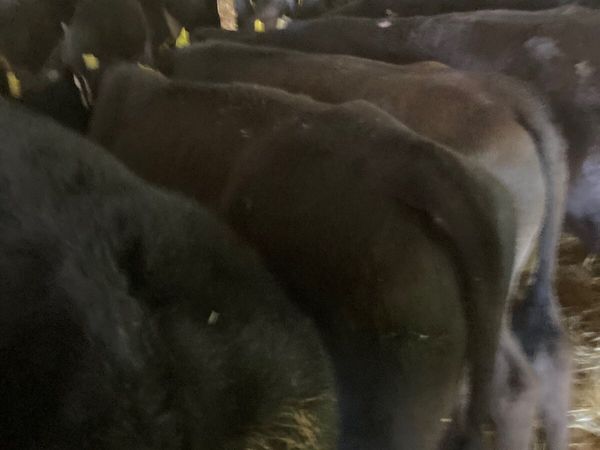 Top Quality Angus Bulls and Heifers